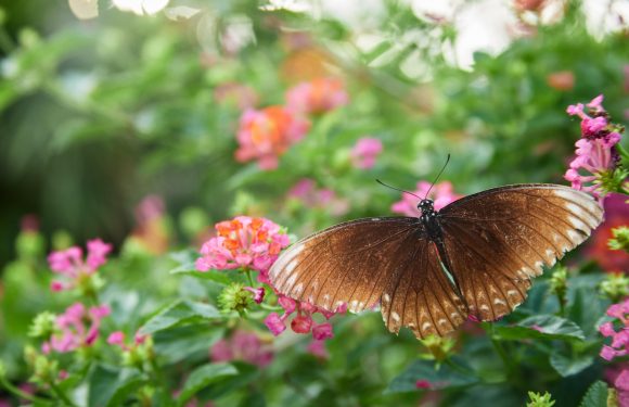 Designing A Butterfly Paradise: How To Create A Garden That Attracts Beautiful Pollinators