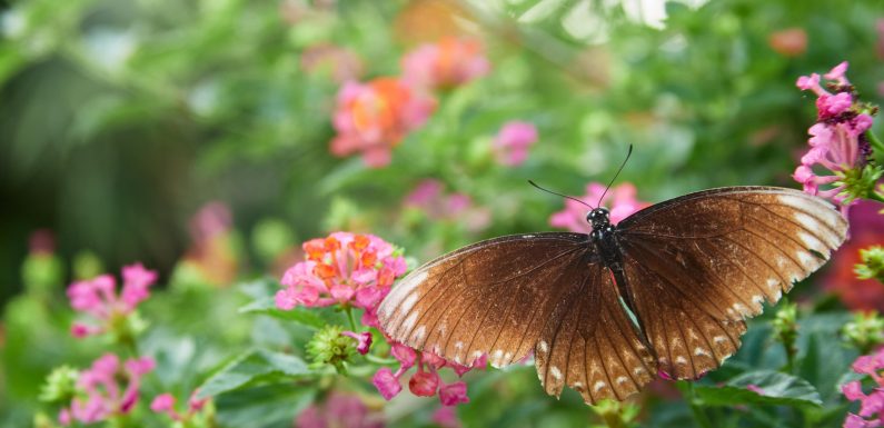 Designing A Butterfly Paradise: How To Create A Garden That Attracts Beautiful Pollinators