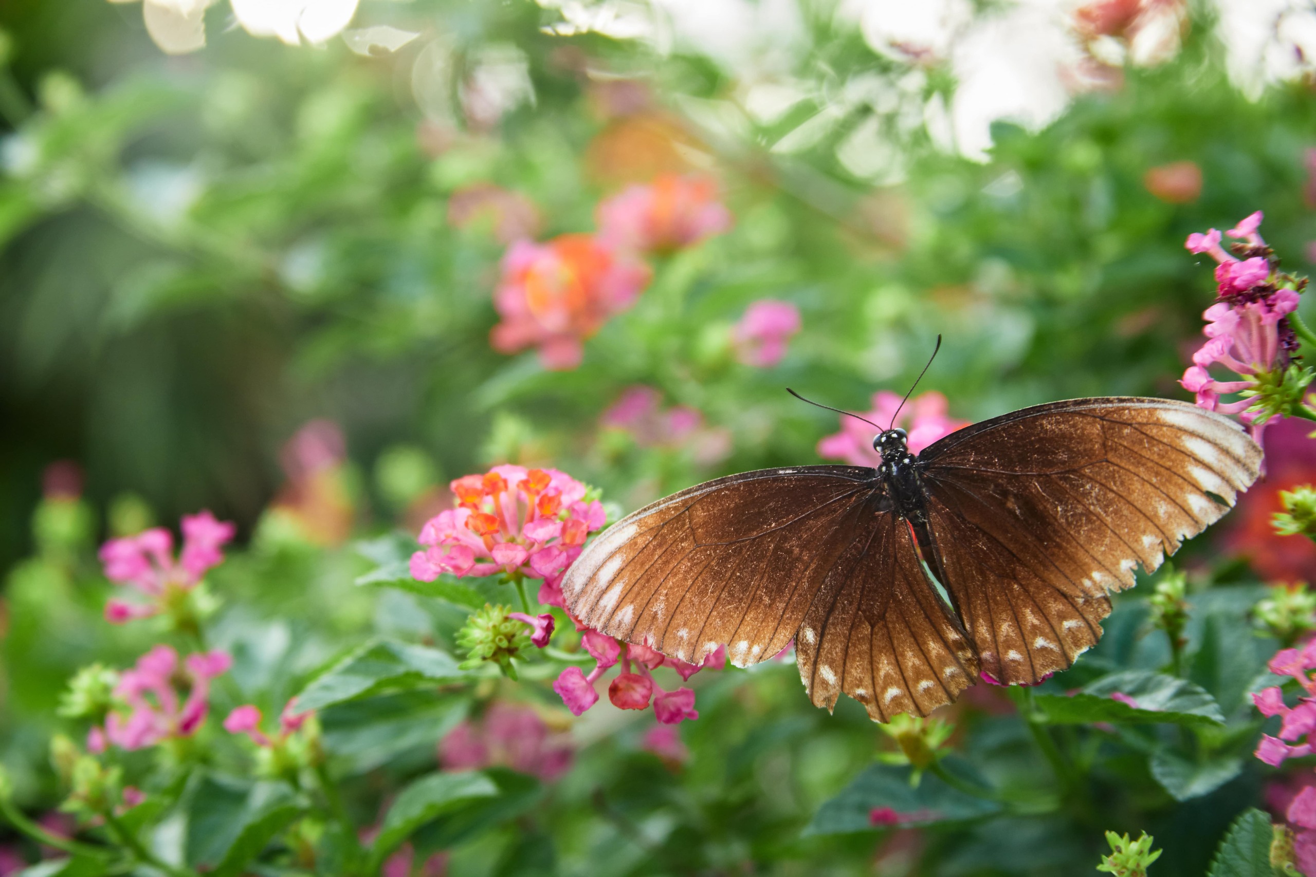 Designing A Butterfly Paradise: How To Create A Garden That Attracts Beautiful Pollinators