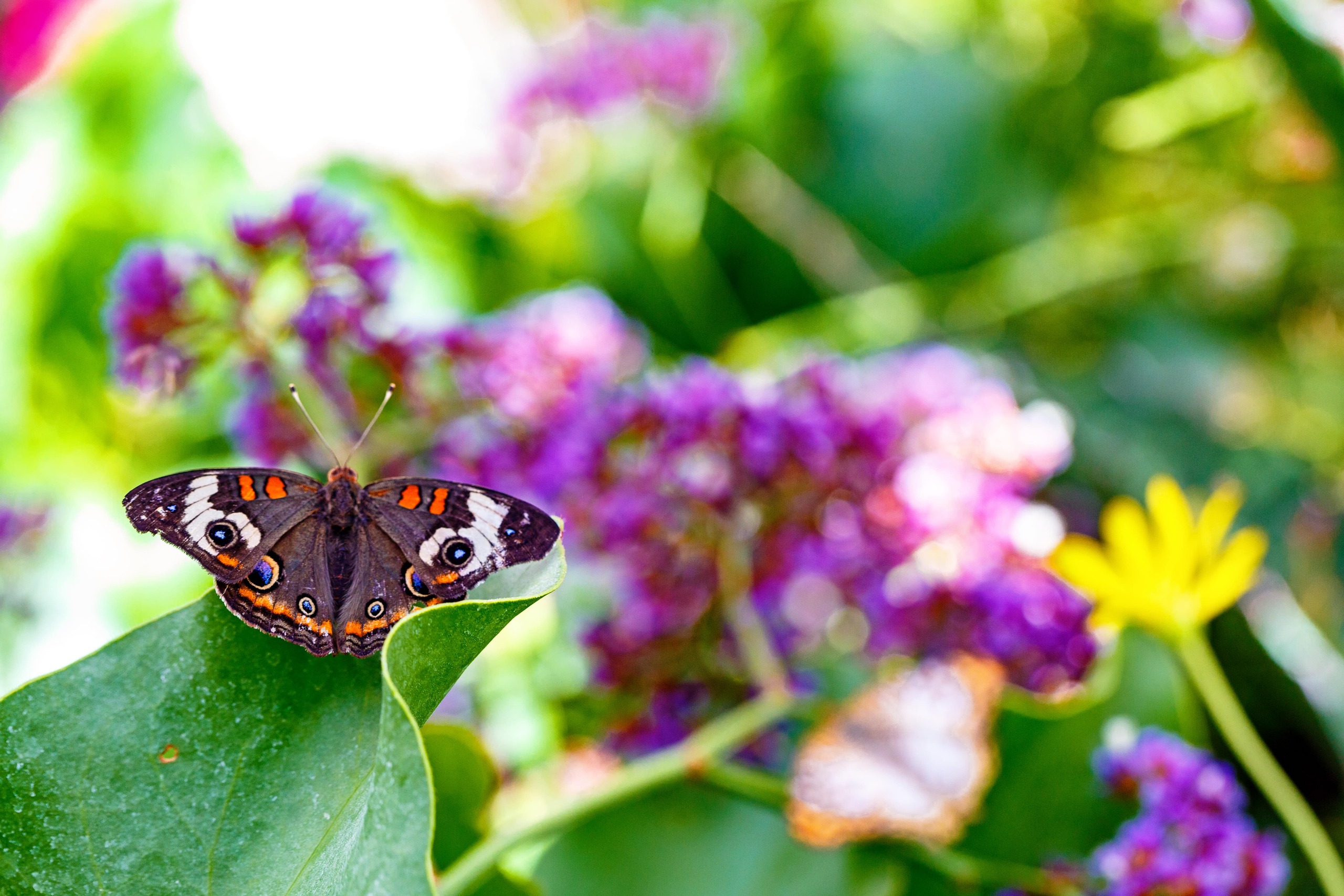 Creating Shelter Butterfly Habitats for Rest and Protection